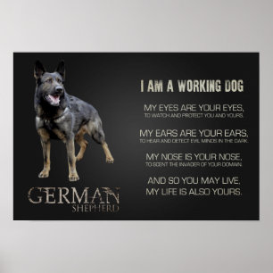 Working German Shepherd Dog  - GSD Poster