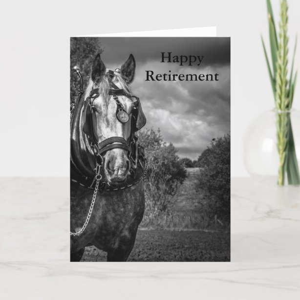 Horse Cards Zazzle UK
