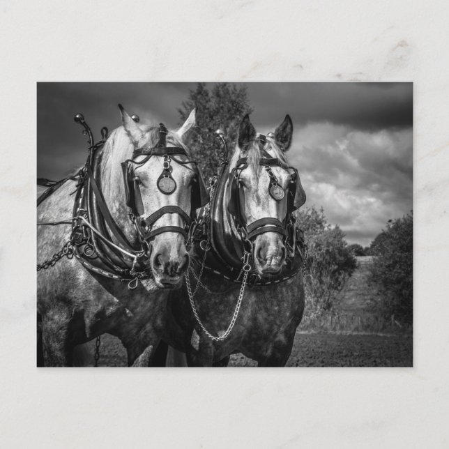 Working Horses Postcard (Front)