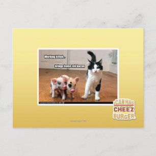 Working kitteh postcard