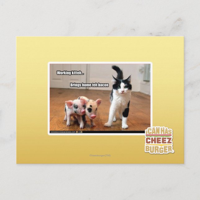 Working kitteh postcard (Front)