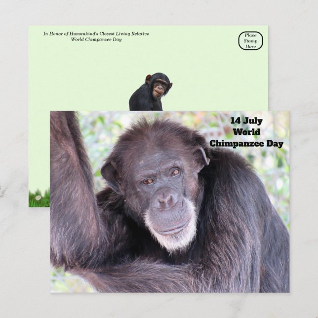 World Chimpanzee Day - July 14 Postcard (Front/Back)