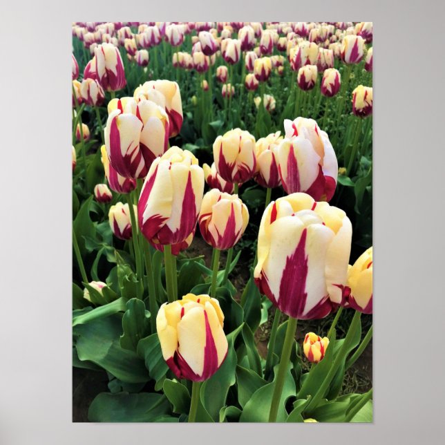 World Expression Tulips, Oregon Poster (Front)