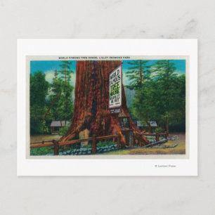 World Famous Tree House, Lilley Redwood Park Postcard