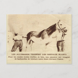 World War I, White horses painted black Postcard