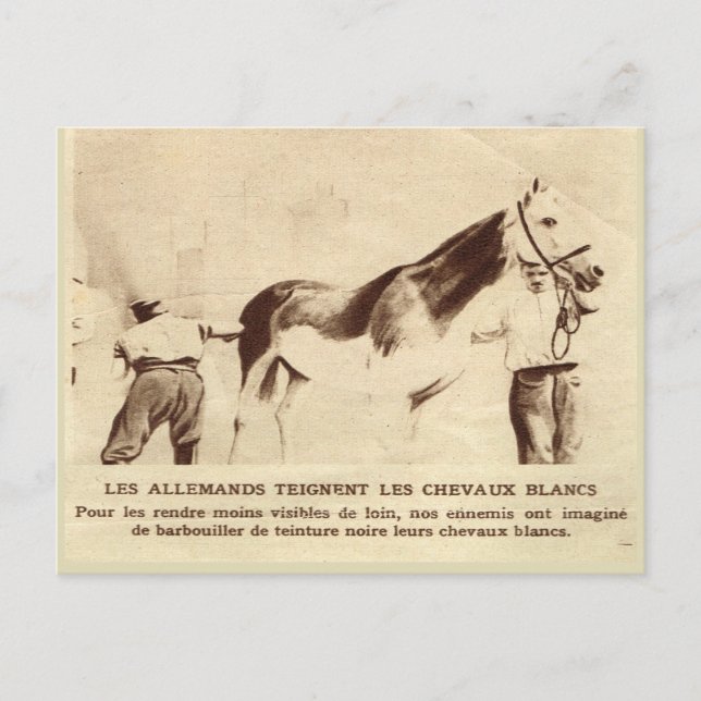 World War I, White horses painted black Postcard (Front)