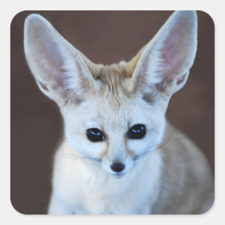 Worlds Cutest Fennec Fox Square Sticker