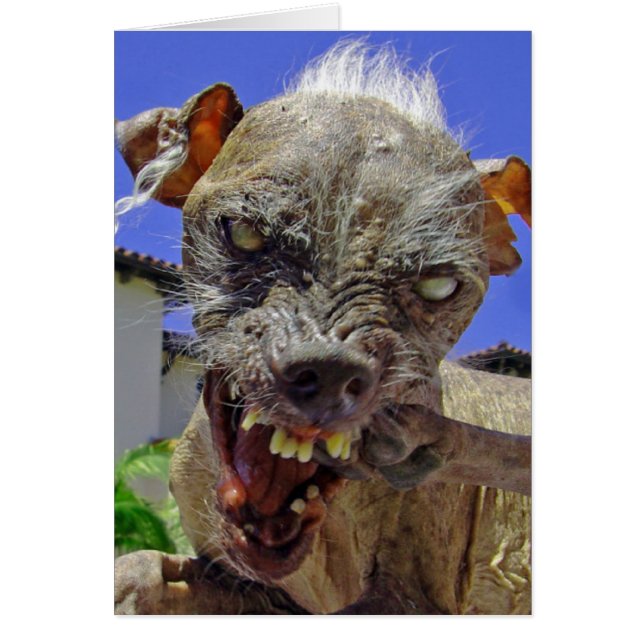 World's Ugliest Dog (Front)
