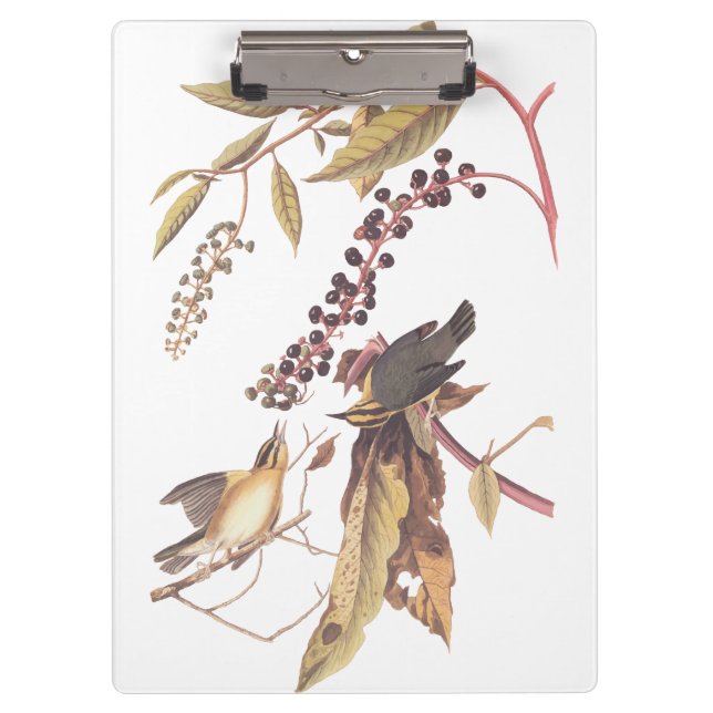 Worm-Eating Warbler Audubon songbird Clipboard (Front)
