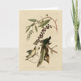 Worm eating Warbler - Audubon's Birds of America Card