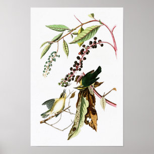 Worm eating Warbler John Audubon Birds of America Poster