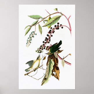 Worm eating Warbler John Audubon Birds of America Poster