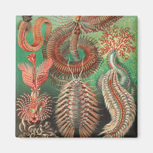 Worms, Annelids Chaetopoda by Ernst Haeckel Magnet