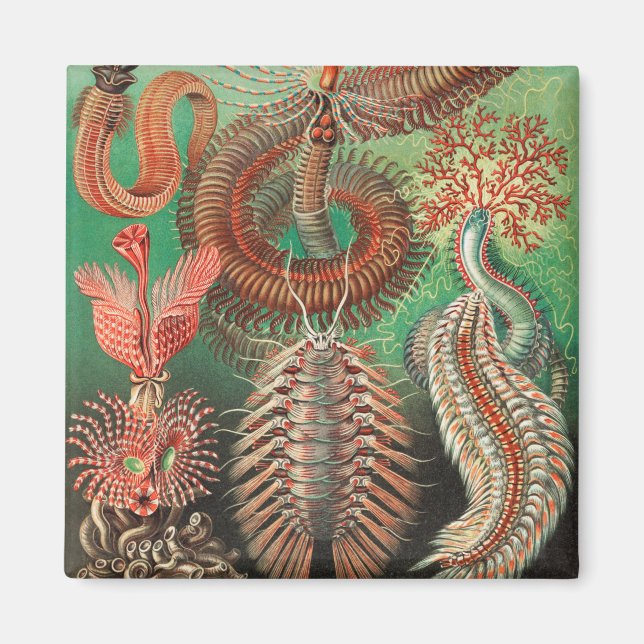 Worms, Annelids Chaetopoda by Ernst Haeckel Magnet (Front)