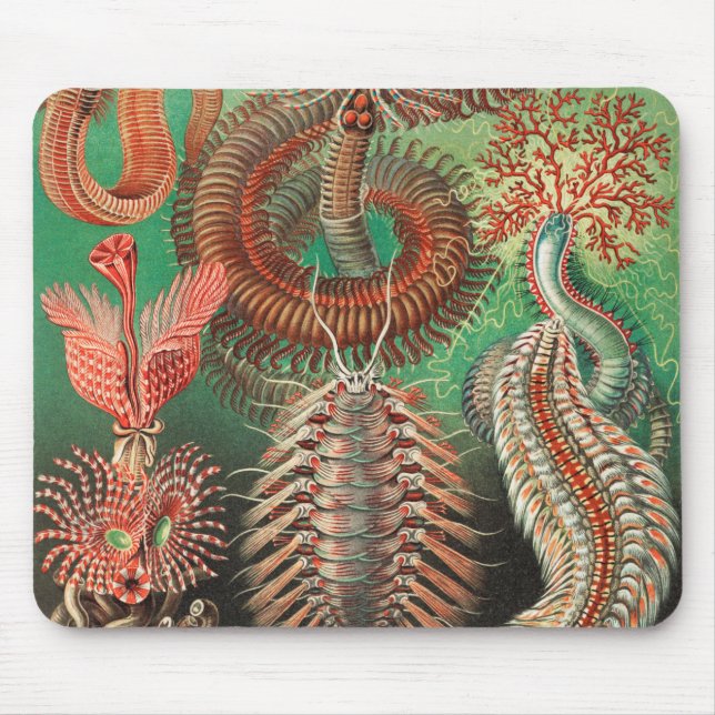 Worms, Annelids Chaetopoda by Ernst Haeckel Mouse Mat (Front)