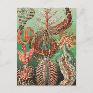 Worms, Annelids Chaetopoda by Ernst Haeckel Postcard