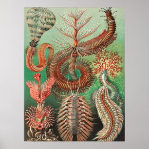 Worms, Annelids Chaetopoda by Ernst Haeckel Poster