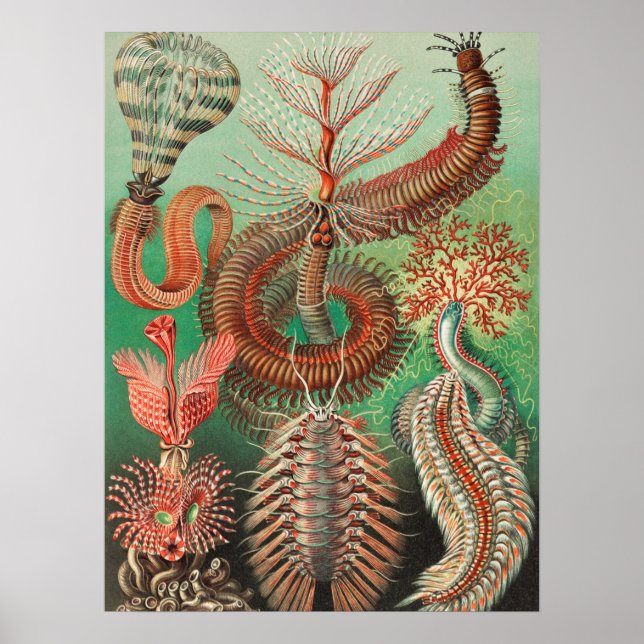 Worms, Annelids Chaetopoda by Ernst Haeckel Poster (Front)