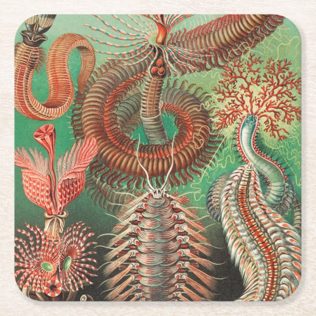 Worms, Annelids Chaetopoda by Ernst Haeckel Square Paper Coaster (Front)