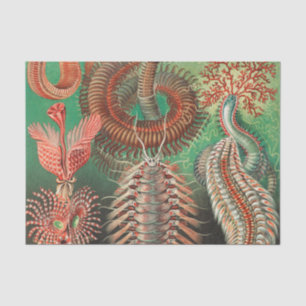 Worms, Annelids Chaetopoda by Ernst Haeckel Tissue Paper