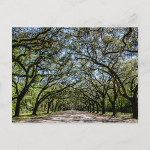 Wormsloe Historic Site, Savannah Georgia Postcard