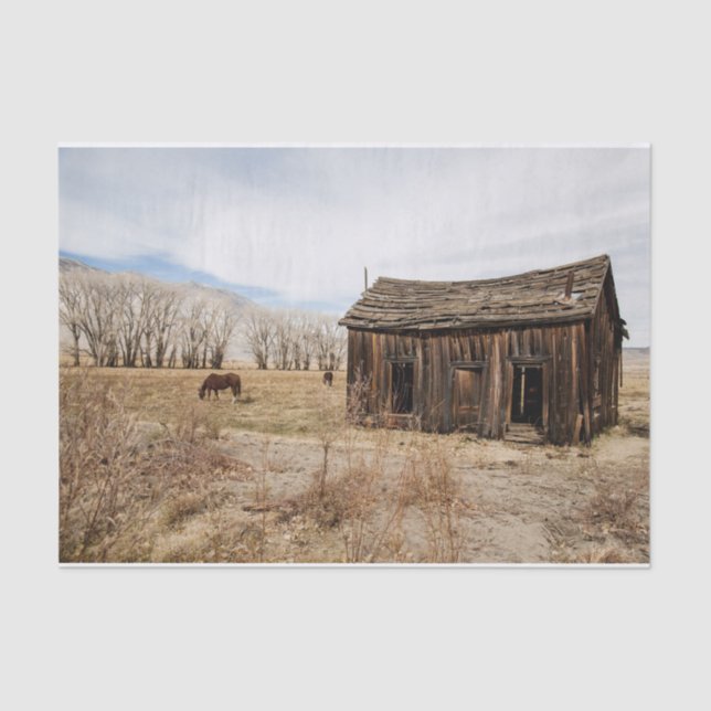 Worn Out Barn and Horses in a Field Tissue Paper (Front)