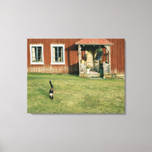 Worn red house with a cat on the lawn. canvas print