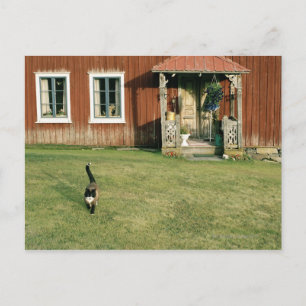Worn red house with a cat on the lawn. postcard