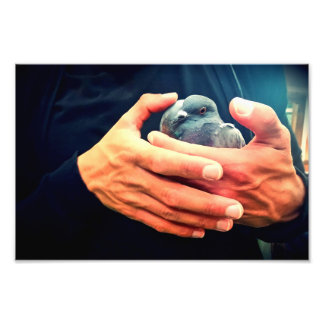 Wounded Bird Photo Print