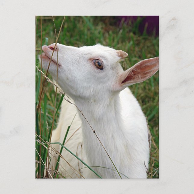 Wow!  This Grass is Taller Than Me Postcard (Front)