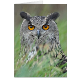 Wowl