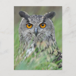 Wowl Postcard
