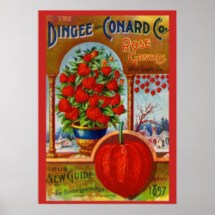 WQ POSTER: Chinese Lantern Poster