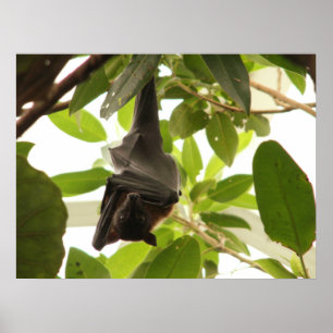 Wraped Up Fruit Bat Poster