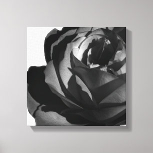 Wrapped Canvas Print, Black Rose Bloom