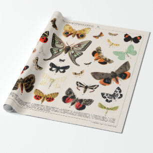 WRAPPING PAPER : ANTIQUE BUTTERFLY AND MOTH CHART