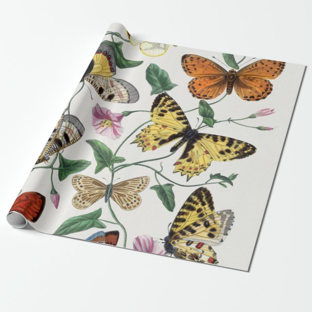 Wrapping Paper Butterfly Vintage Illustration (Unrolled)