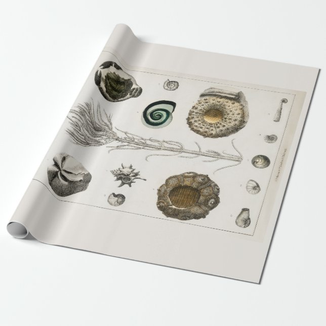 WRAPPING  PAPER : VINTAGE FOSSIL CHART : GOLDSMITH (Unrolled)