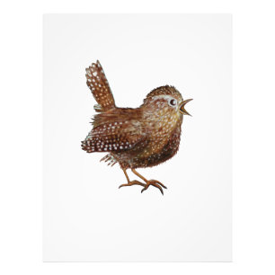 Wren Bird (Troglodytes Troglodytes) Photo Print