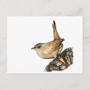 Wren Postcard