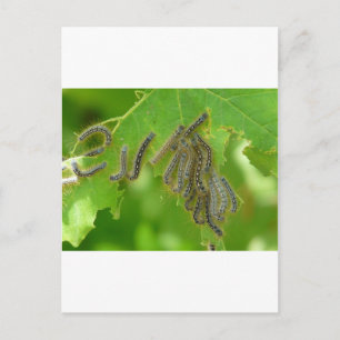 wriggling caterpillars postcard