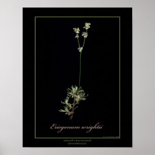 Wright's Buckwheat Botanical Art Print