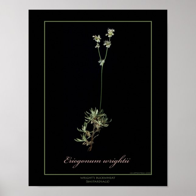 Wright's Buckwheat Botanical Art Print (Front)