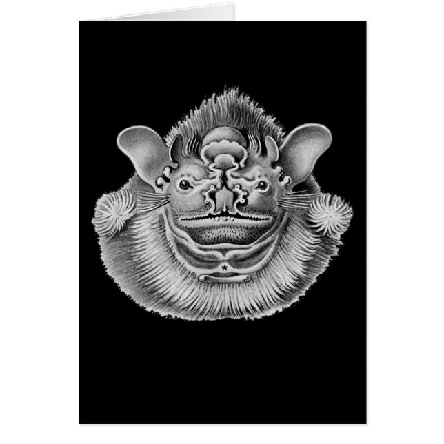 Wrinkle-faced Bat (Front)