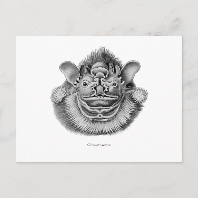 Wrinkle-faced Bat Postcard (Front)