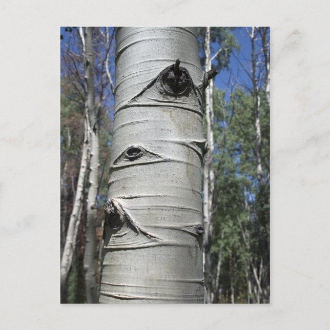 Wrinkled Aspen Tree Postcard (Front)
