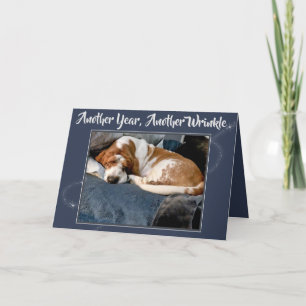 Wrinkled Basset Hound On Cute Birthday Card