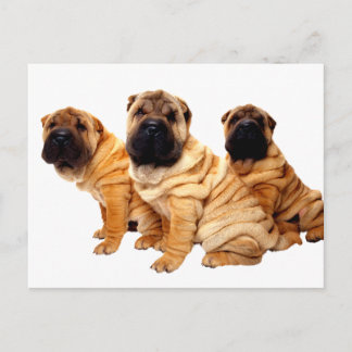 Wrinkles Are Beautiful Postcard