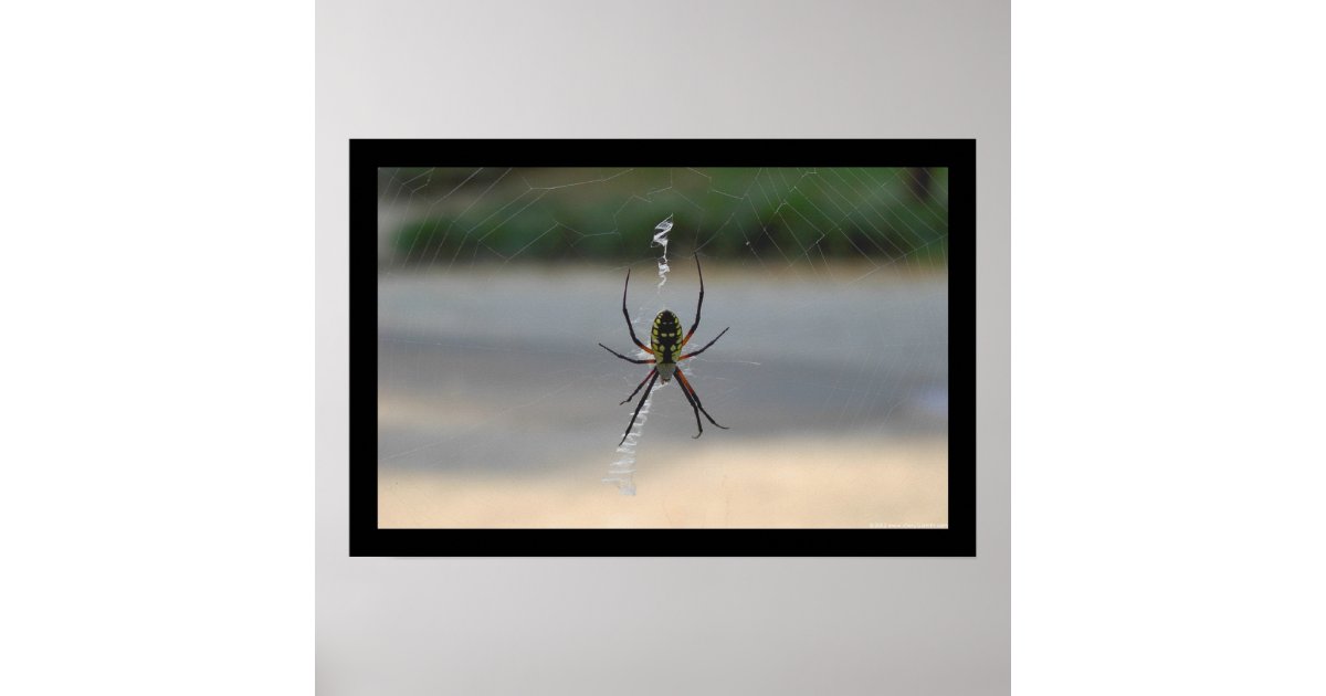 Writing Spider (Argiope Aurantia) Poster | Zazzle