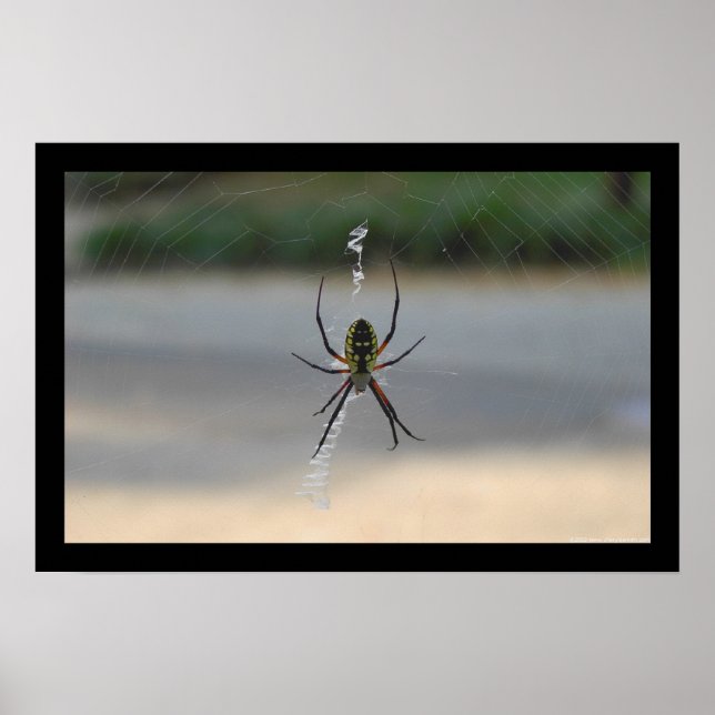 Writing Spider (Argiope Aurantia) Poster (Front)